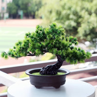 Immergrüner Bonsai