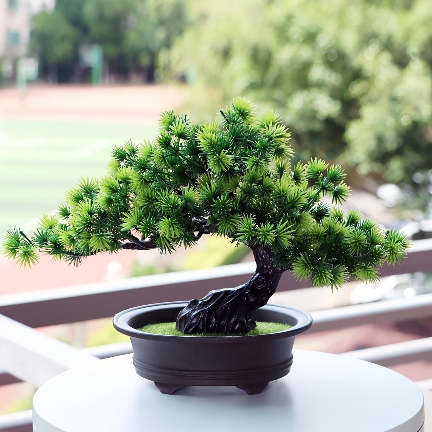 Immergrüner Bonsai