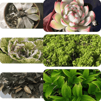 Pflanzen- & Blütenaktivator Flüssig – Stärkere Wurzeln & Mehr Blüten